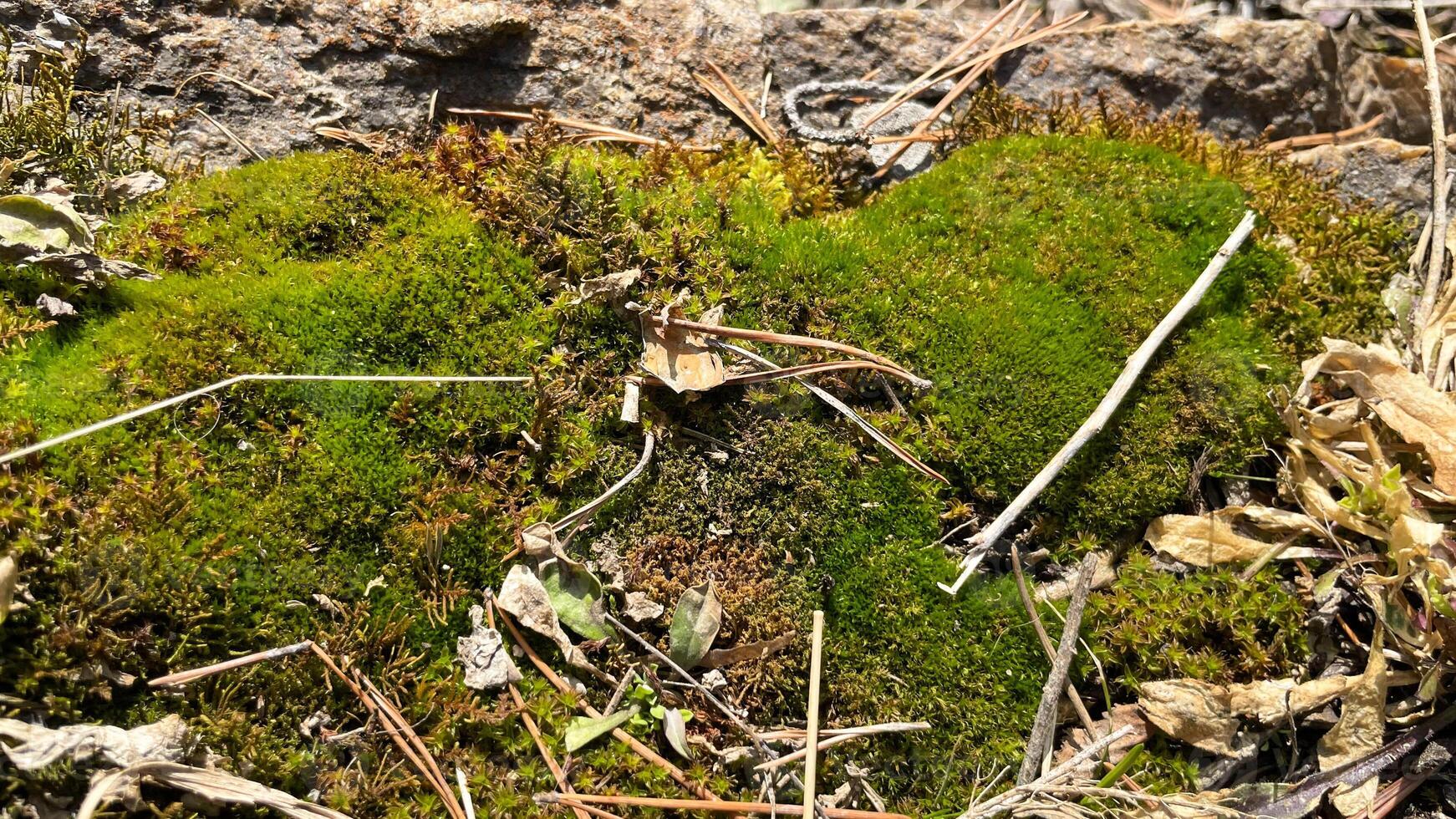 Close up of cracked and mossy stone texture. Grunge background with natural elements. Suitable for design and texture overlays. photo