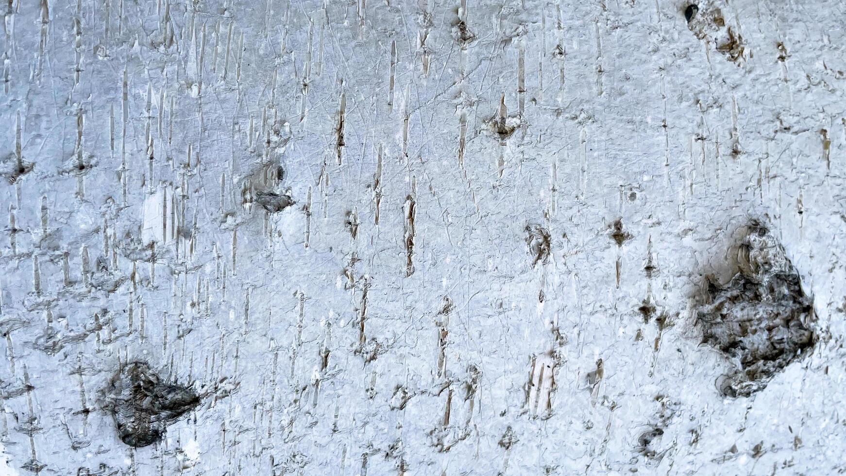 Photos of smooth birch bark in the vicinity