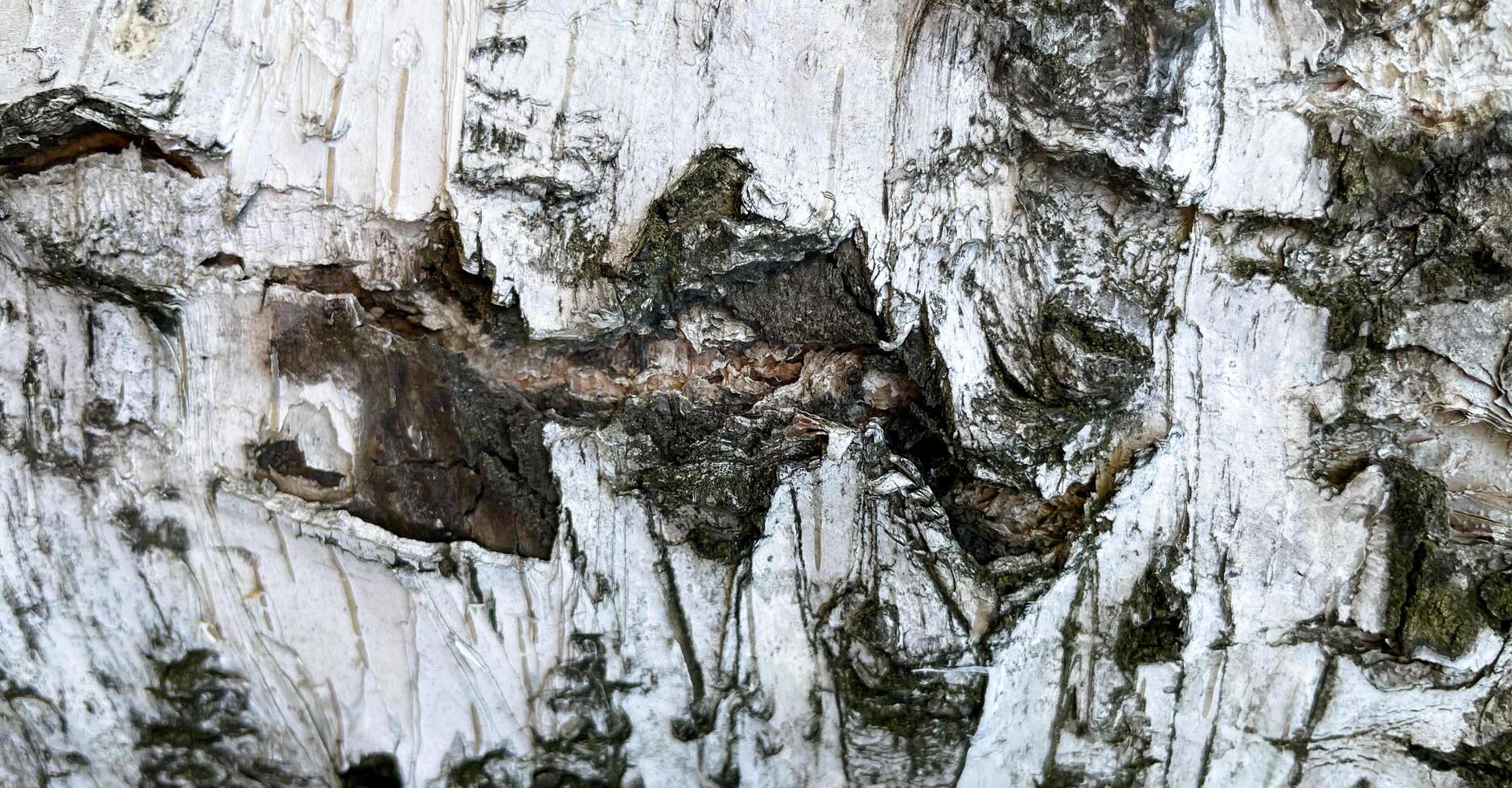 The birch bark texture or background. Macro shot is made by means of stacking technology trunk. Texture made of birch tree bark. Beautiful birch trunk background. Conceptual image. Peaceful nature. photo