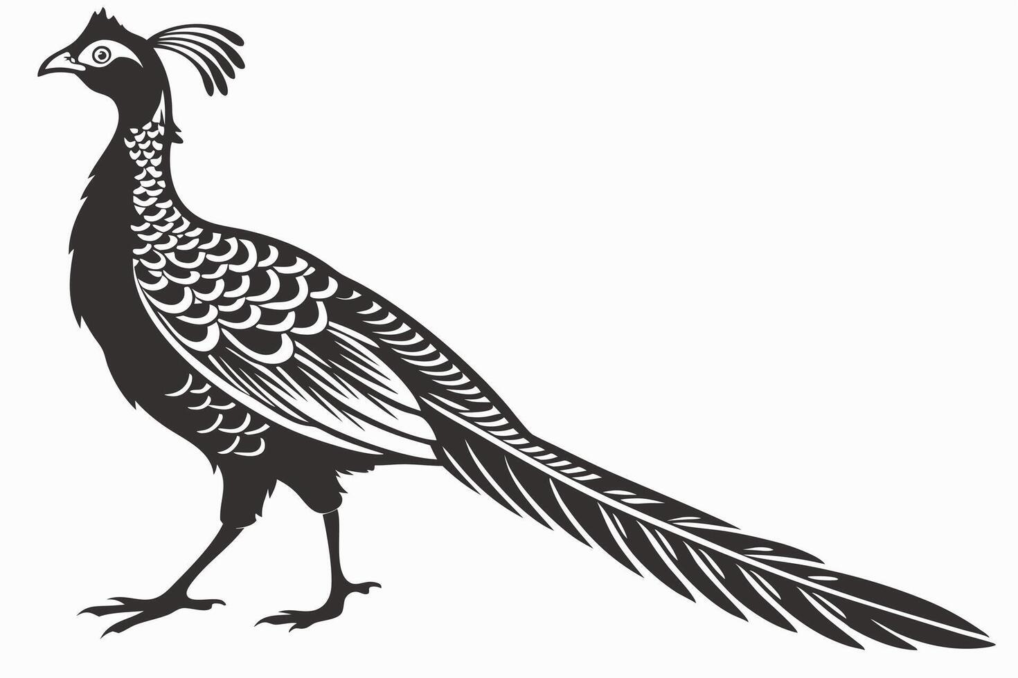 Pheasant Illustration Black And White vector