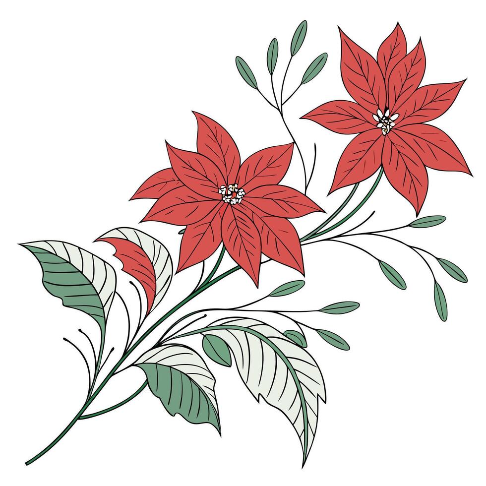 Elegant Poinsettia Flower Illustration With Green Leaves vector