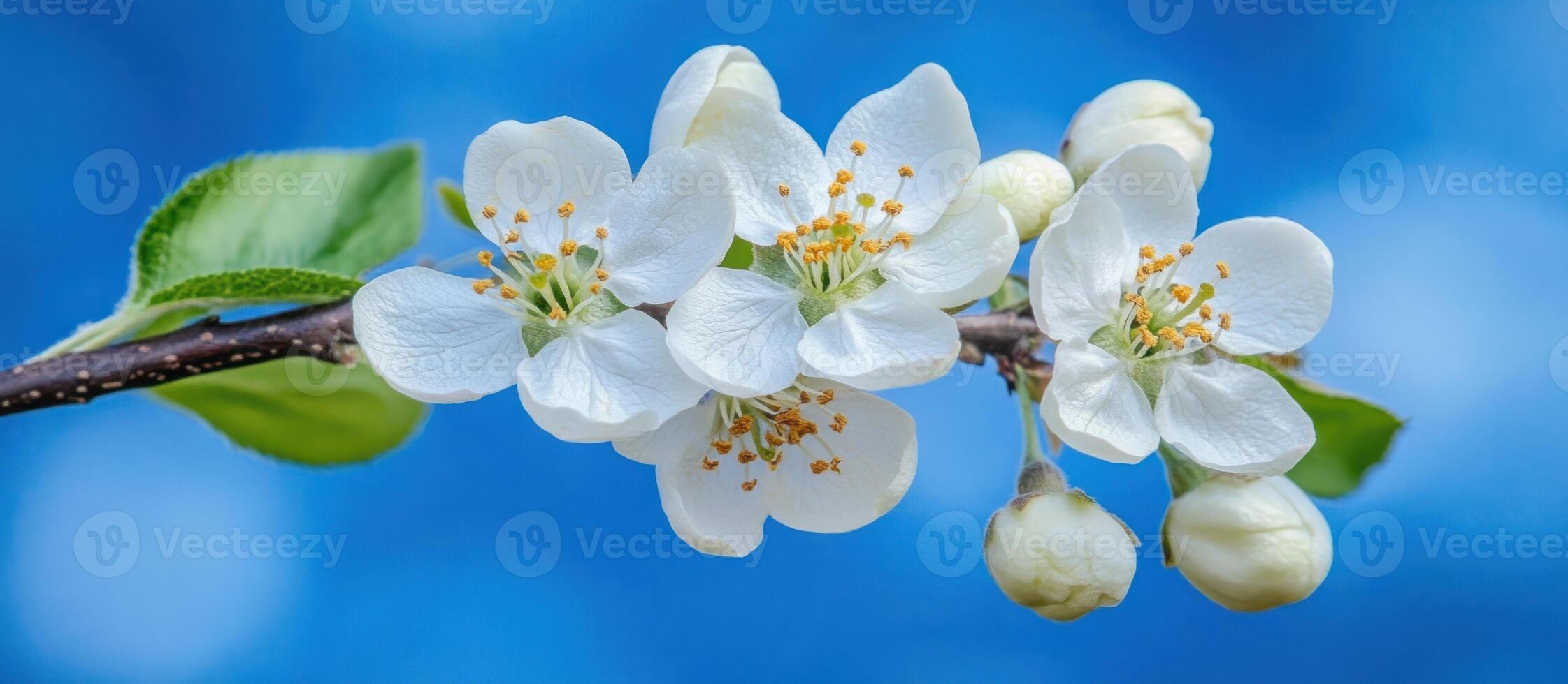 White apple blossom on a branch against a blue sky photo