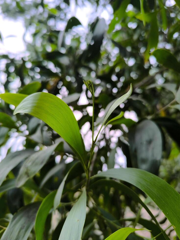 A close up shot showcasing vibrant green leaves and a budding sprout against a bokeh background photo