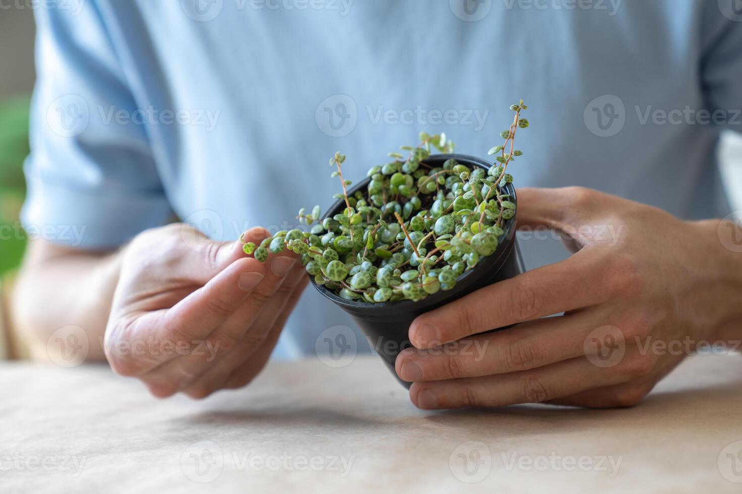 Man hand touching and inspecting leaves of Peperomia Prostrata - string of turtles houseplant photo