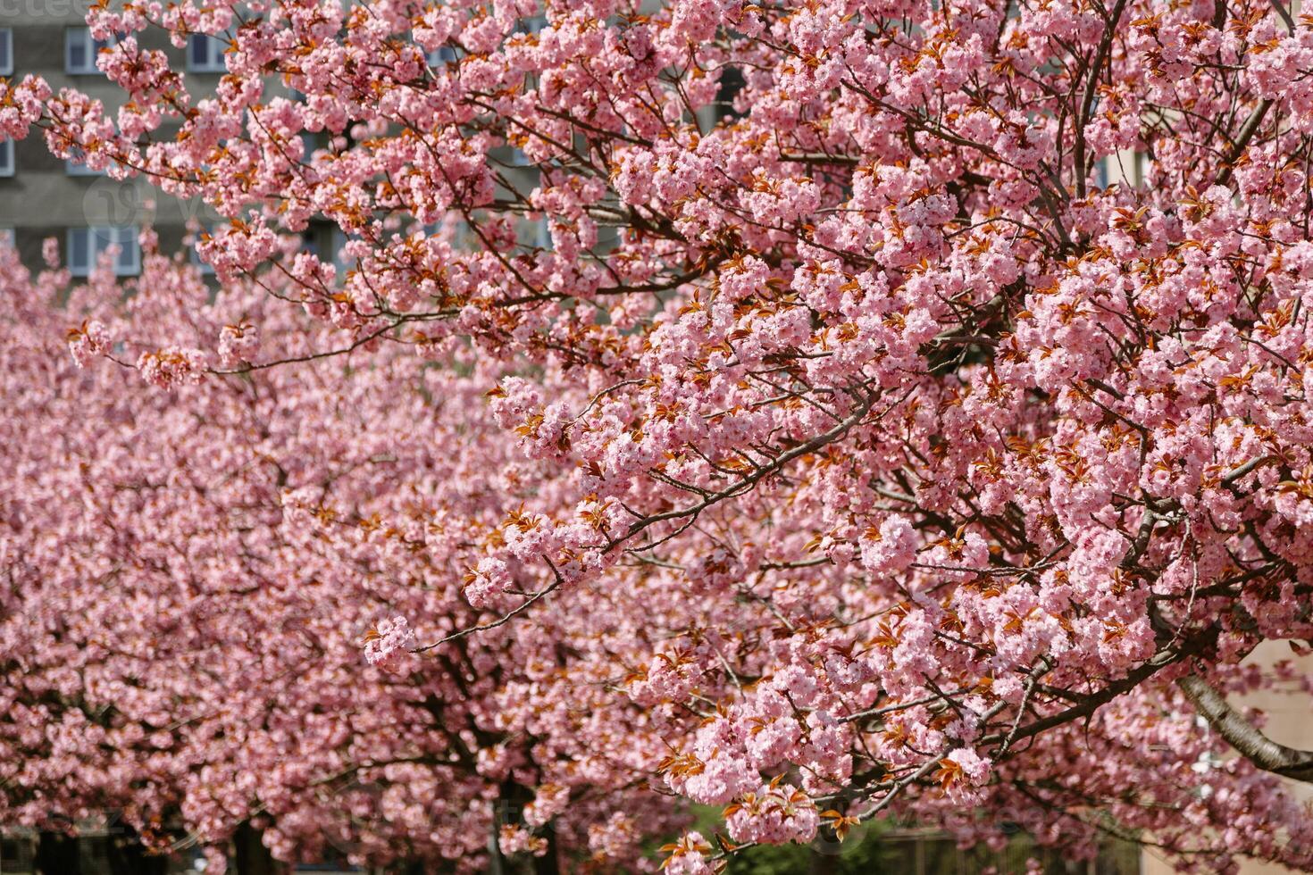 Cherry blossom trees in vibrant pink bloom along a city street, creating a stunning natural canopy. Ideal for spring-themed visuals, floral backgrounds, and seasonal creative use. photo