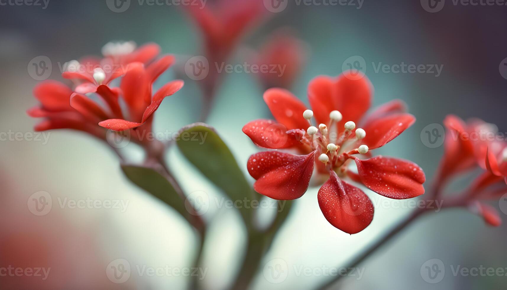 Close detail of red kalanchoe flower, blurred background for elegant composition photo