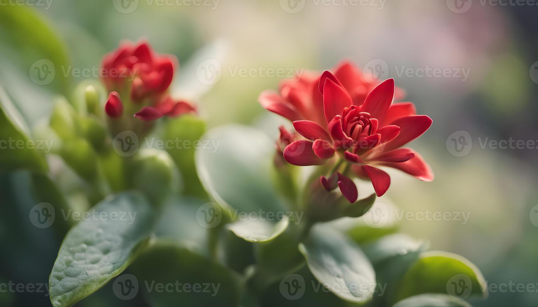 Close-up shot of bright red kalanchoe, soft background bokeh adding depth photo