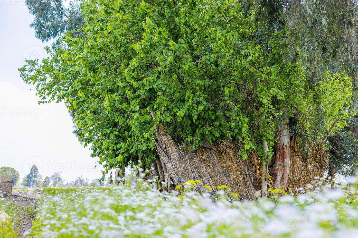 Dense Green Tree Growing beside Calm Water Body photo
