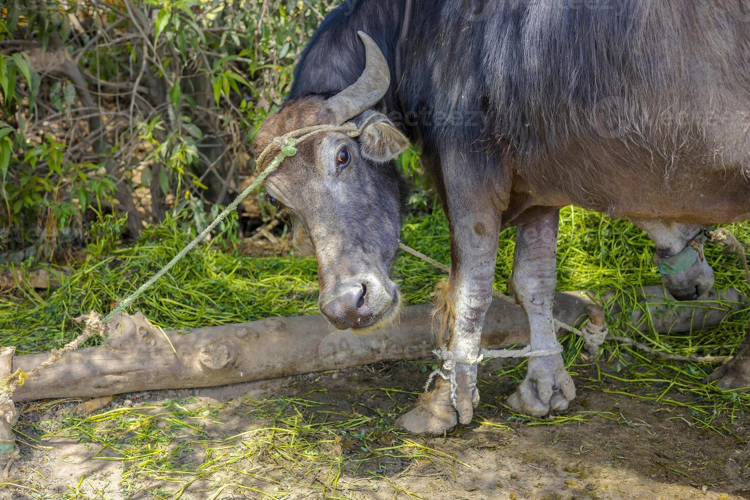 Tied Water Buffalo Feeding on Green Grass in Countryside Farm photo