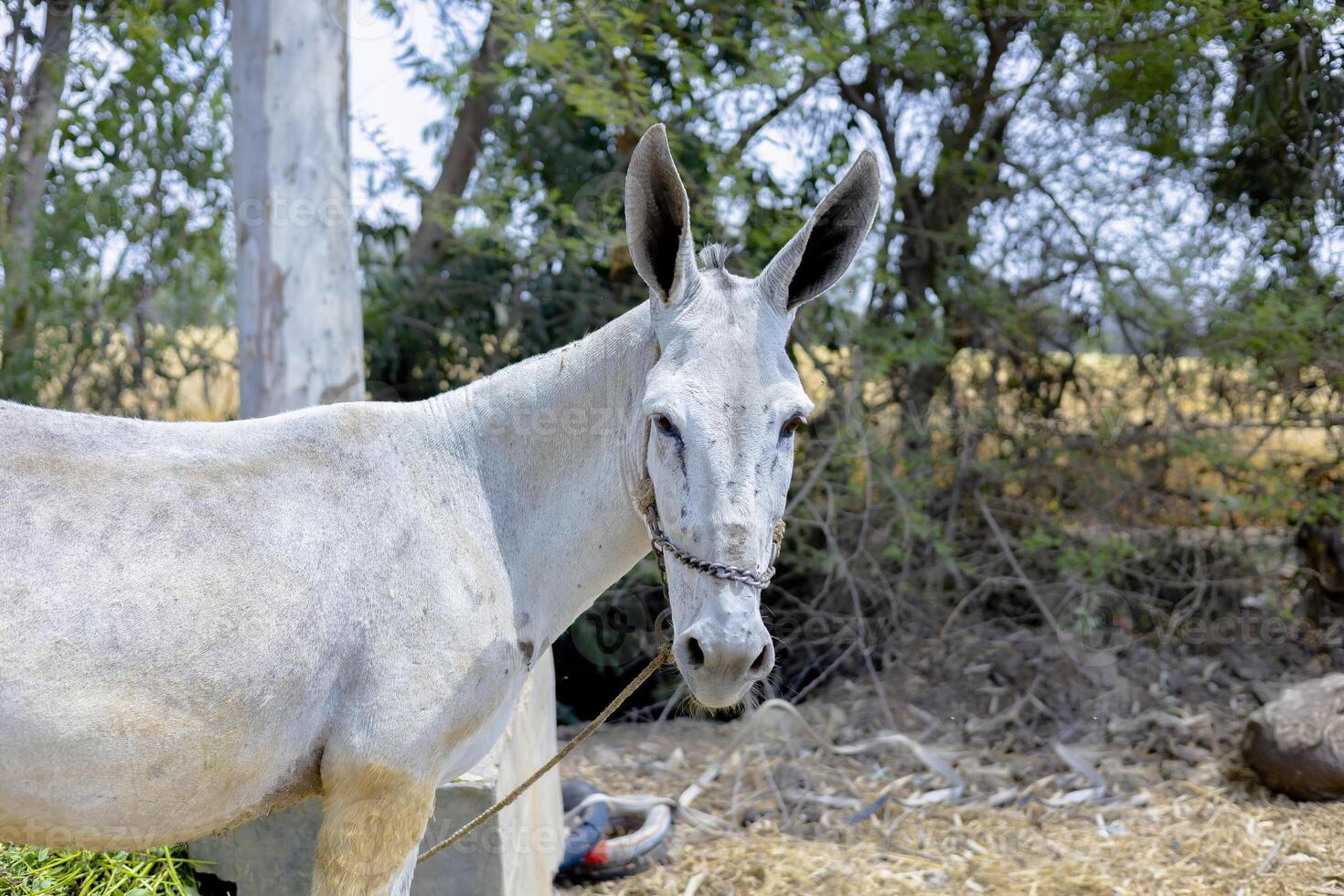 White Donkey Tied to Post with Trees and Straw Background in Rural Farm photo