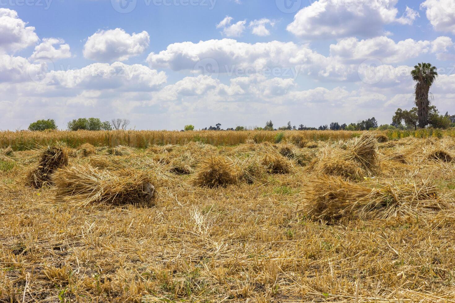 Harvested Wheat Field with Haystacks under Sunny Sky photo