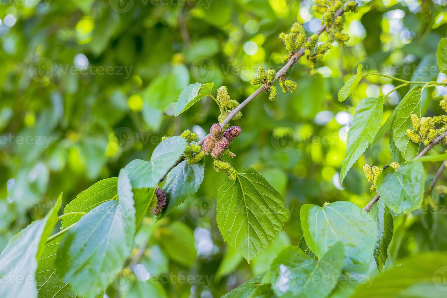 Mulberry Tree with Ripe Berries in Natural Light photo