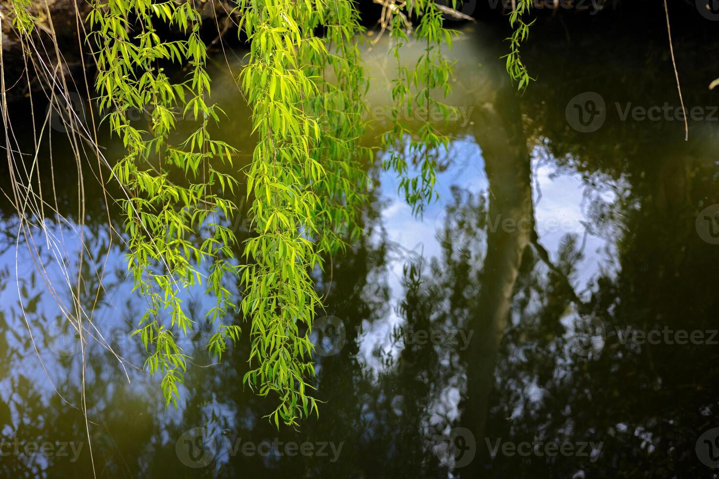 Tree Trunks beside Stream with Natural Reflection photo
