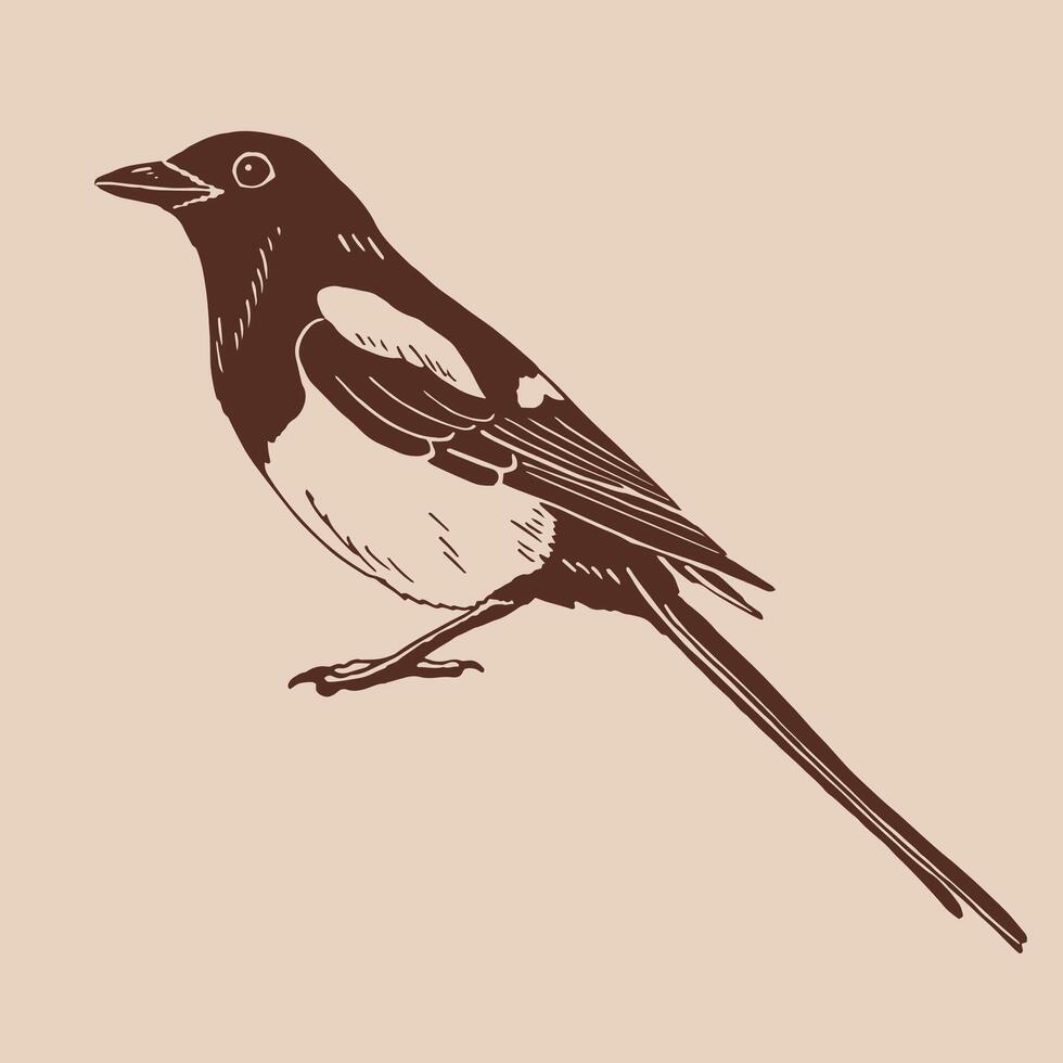 Magpie, bird. Hand drawn illustration vector
