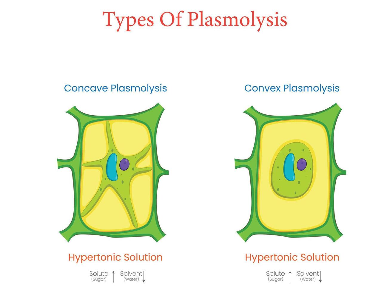 Illustration of Sawing Diagram Showing Types of Plasmolysis vector