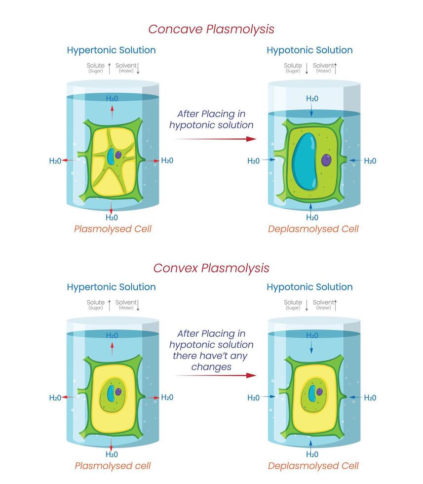 Diagram of Reversible Concave and Irreversible Convex Plasmolysis in Plant Cells vector