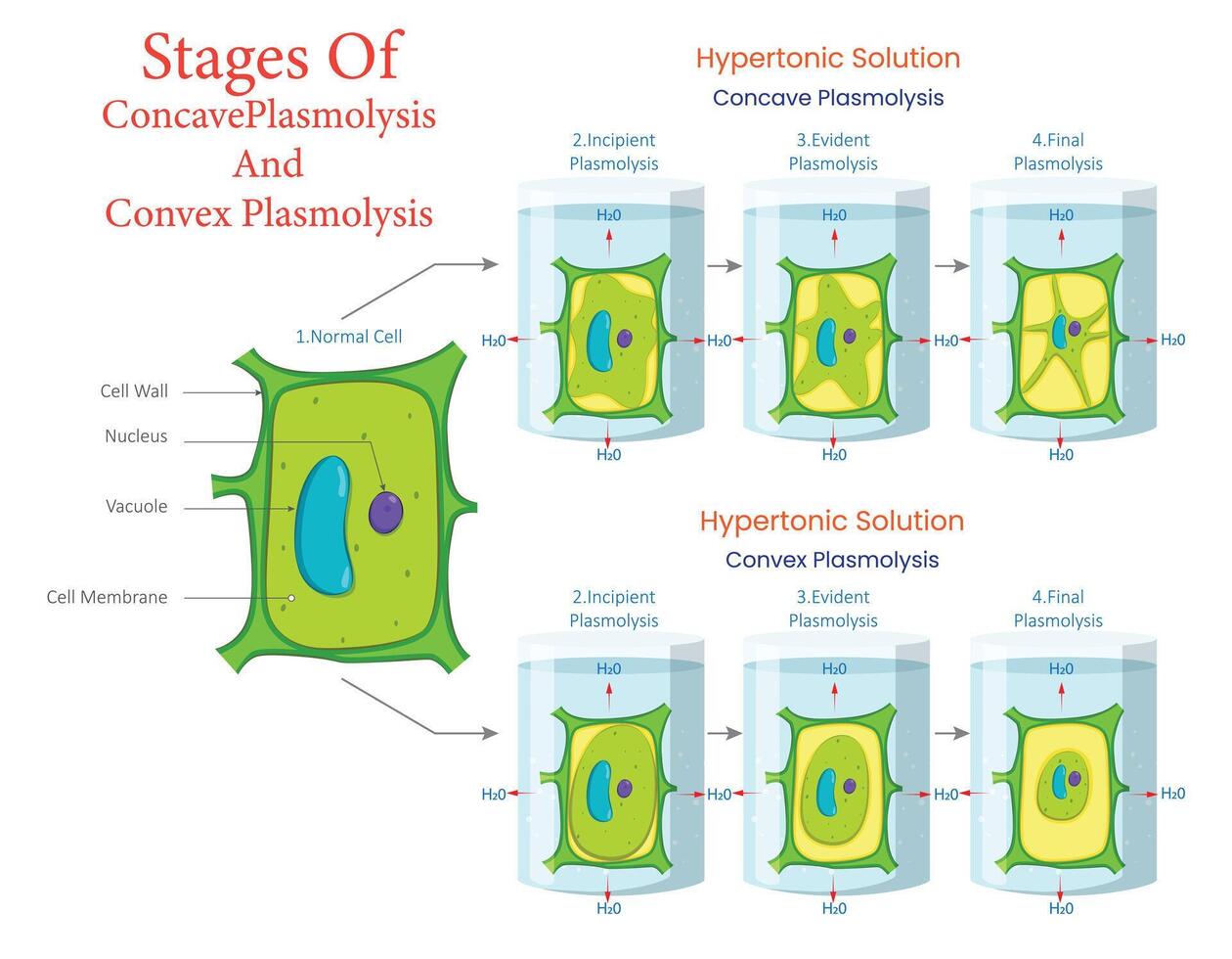 Diagram of Concave and Convex Plasmolysis Stages in Plant Cells vector