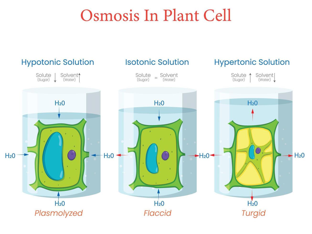 Plant Cell Osmosis Diagram Showing Hypotonic Isotonic and Hypertonic Solutions Effects vector