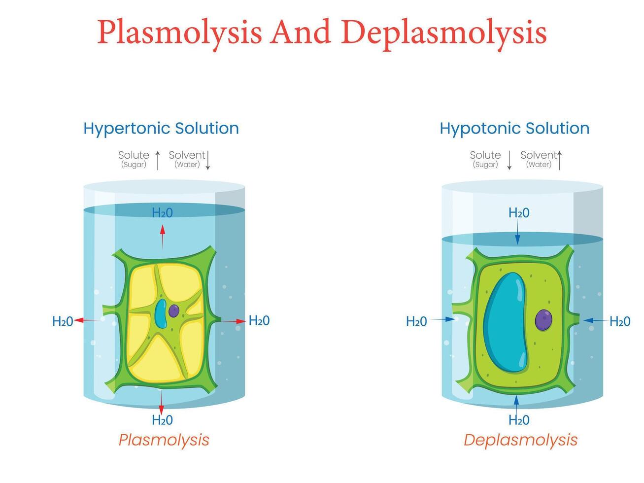 Diagram of Plasmolysis and Deplasmolysis in Plant Cells vector