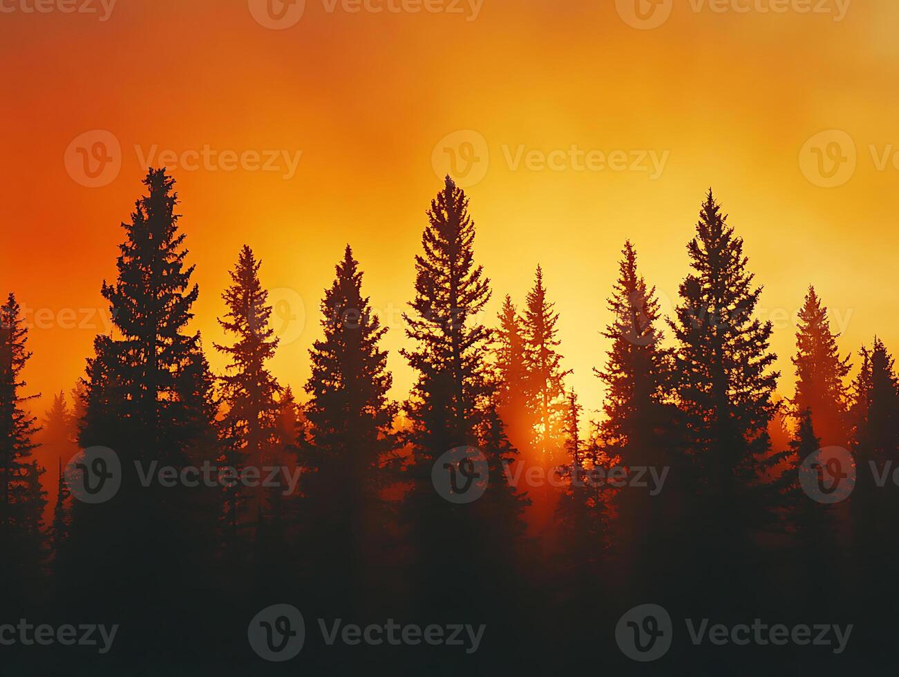 orange sunset lighting treetops in natural landscape photo