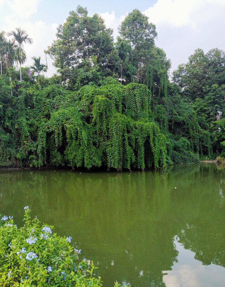 Green foliage bordering a calm lake under a clear summer sky photo