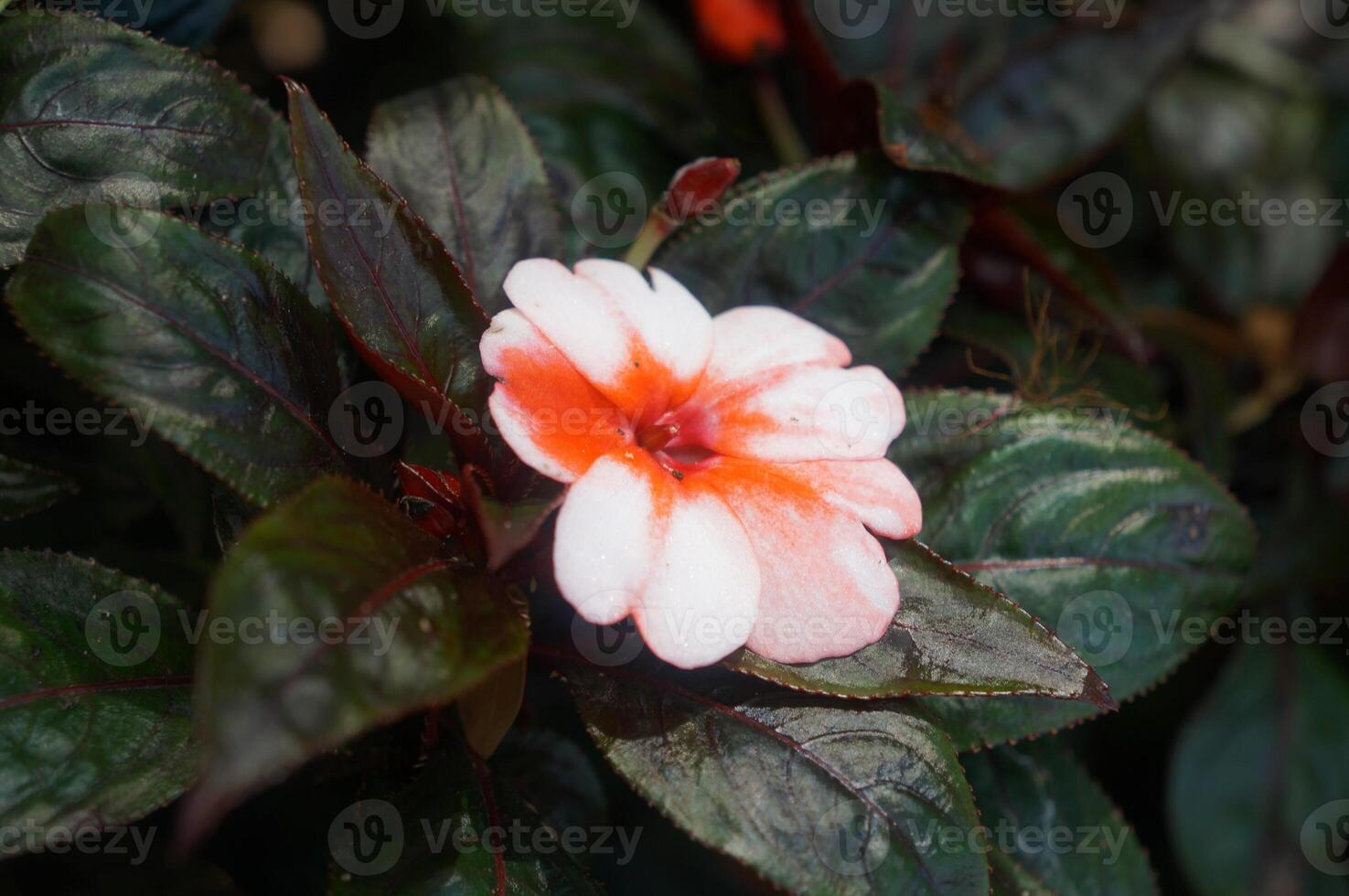 A beautiful orange rose blossom displays delicate water drops on its petals, a jewel of nature's spring beauty photo