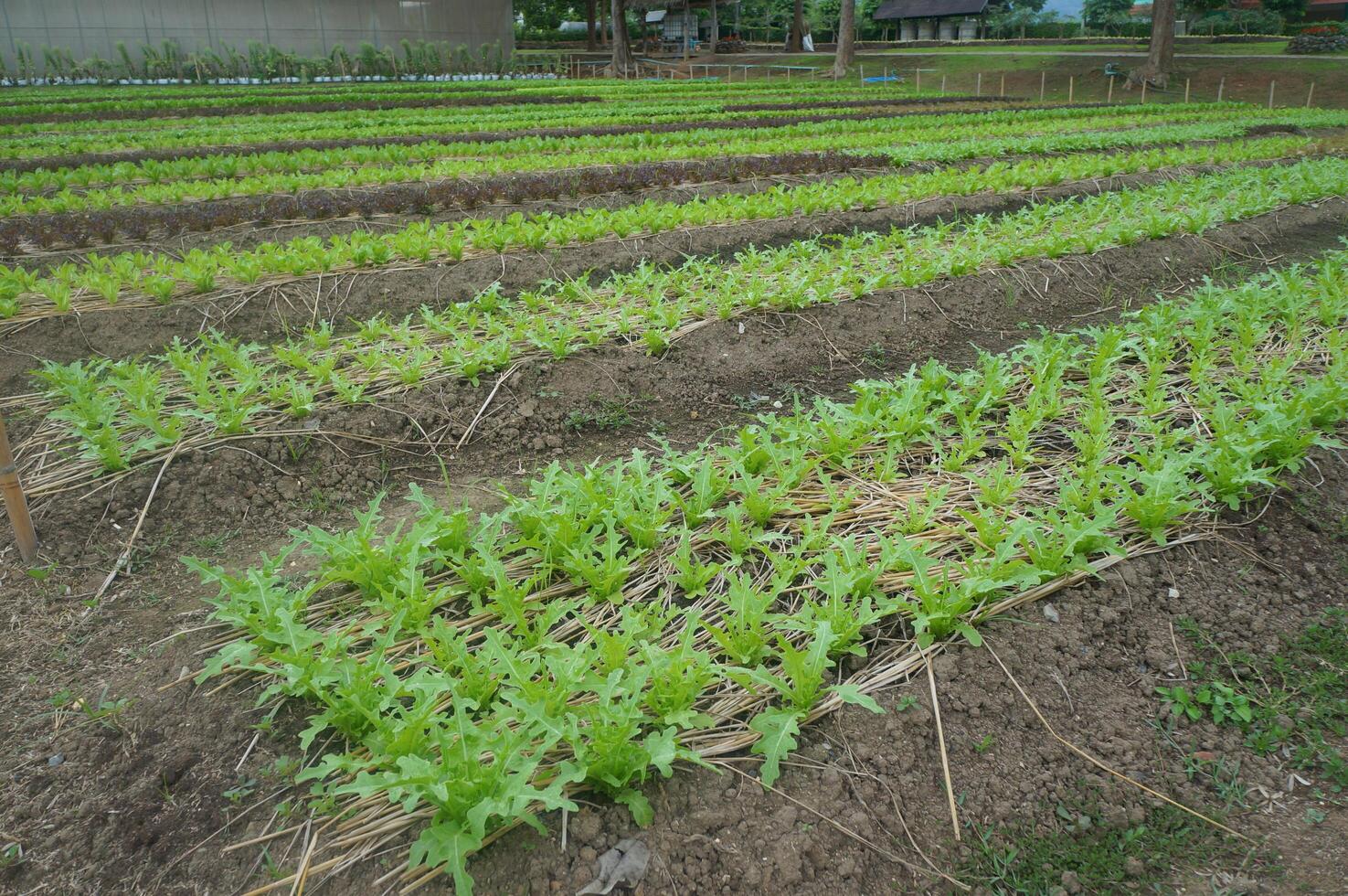 Rows of fresh lettuce growing in Thailand's tropical landscape photo