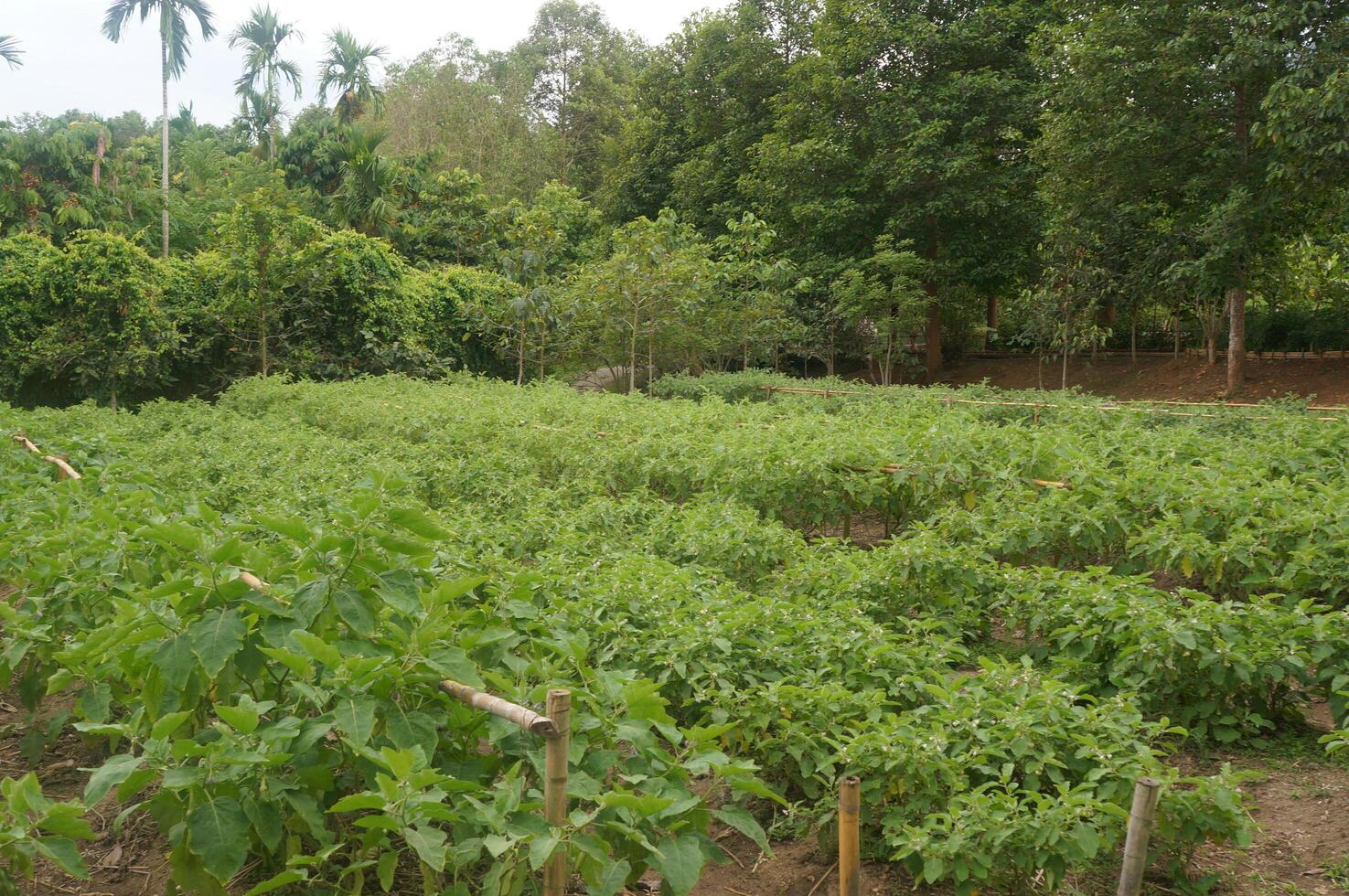Verdant crops flourishing in a Thailand farm photo