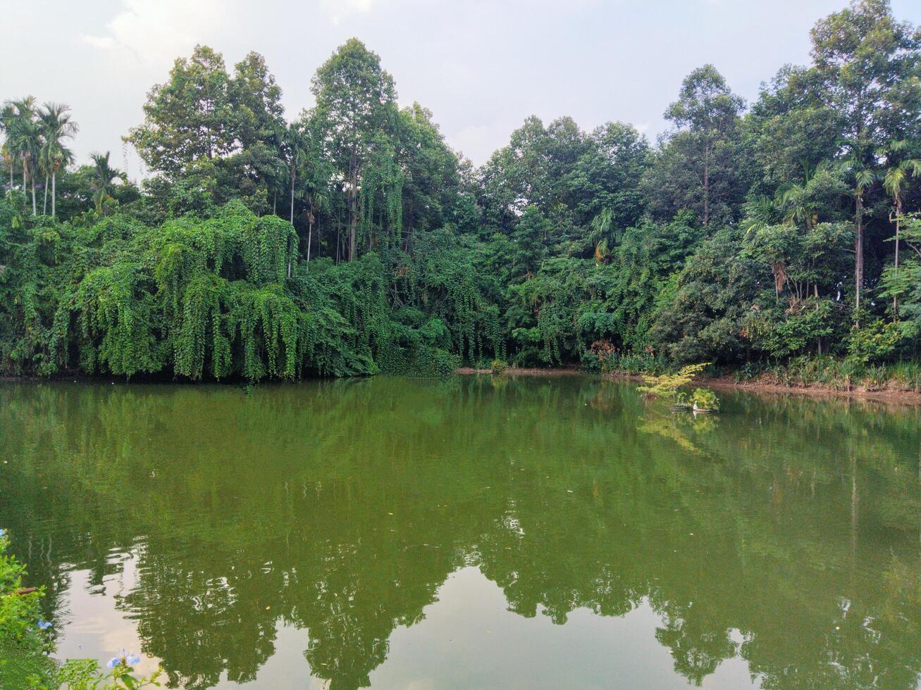 View of Lush green foliage bordering a calm lake under a clear summer sky photo