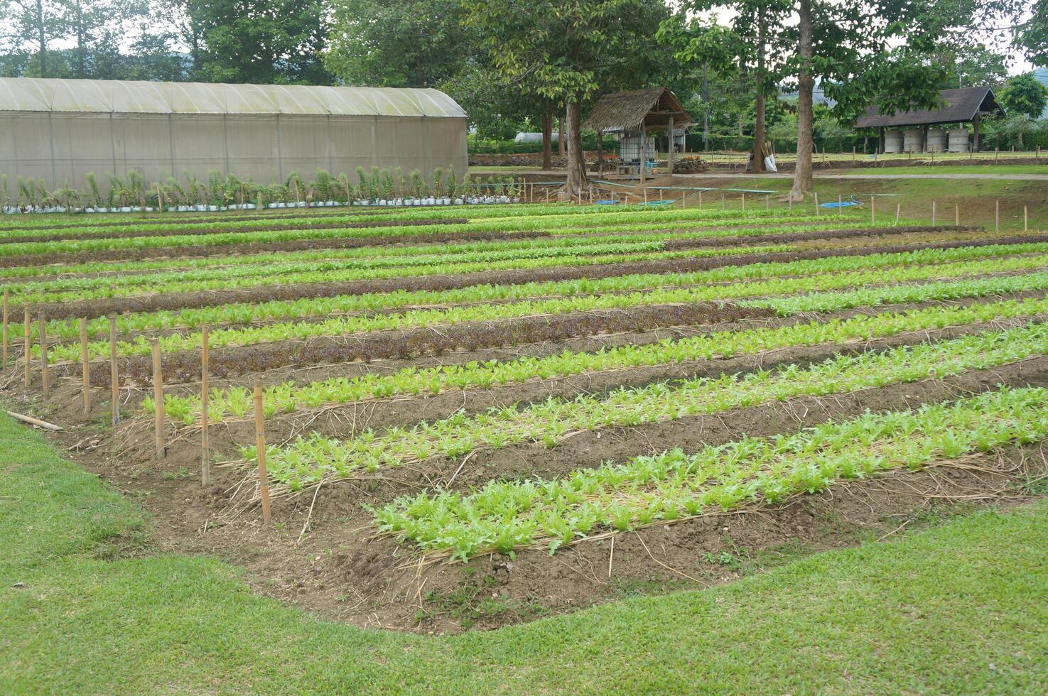 Vegetable farm with fresh crops in Thailand photo
