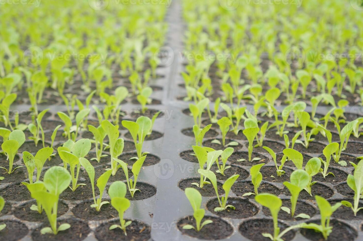 Seedlings thrive in rows within a tropical nursery photo