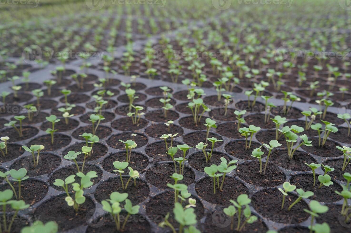 Seedlings thrive in rich soil, soaking up sunlight photo