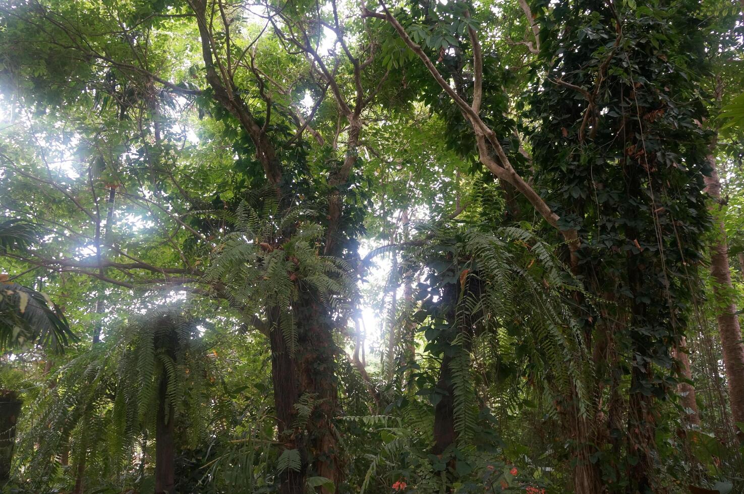 Dense greenery fills the tropical forest with thriving vegetation photo