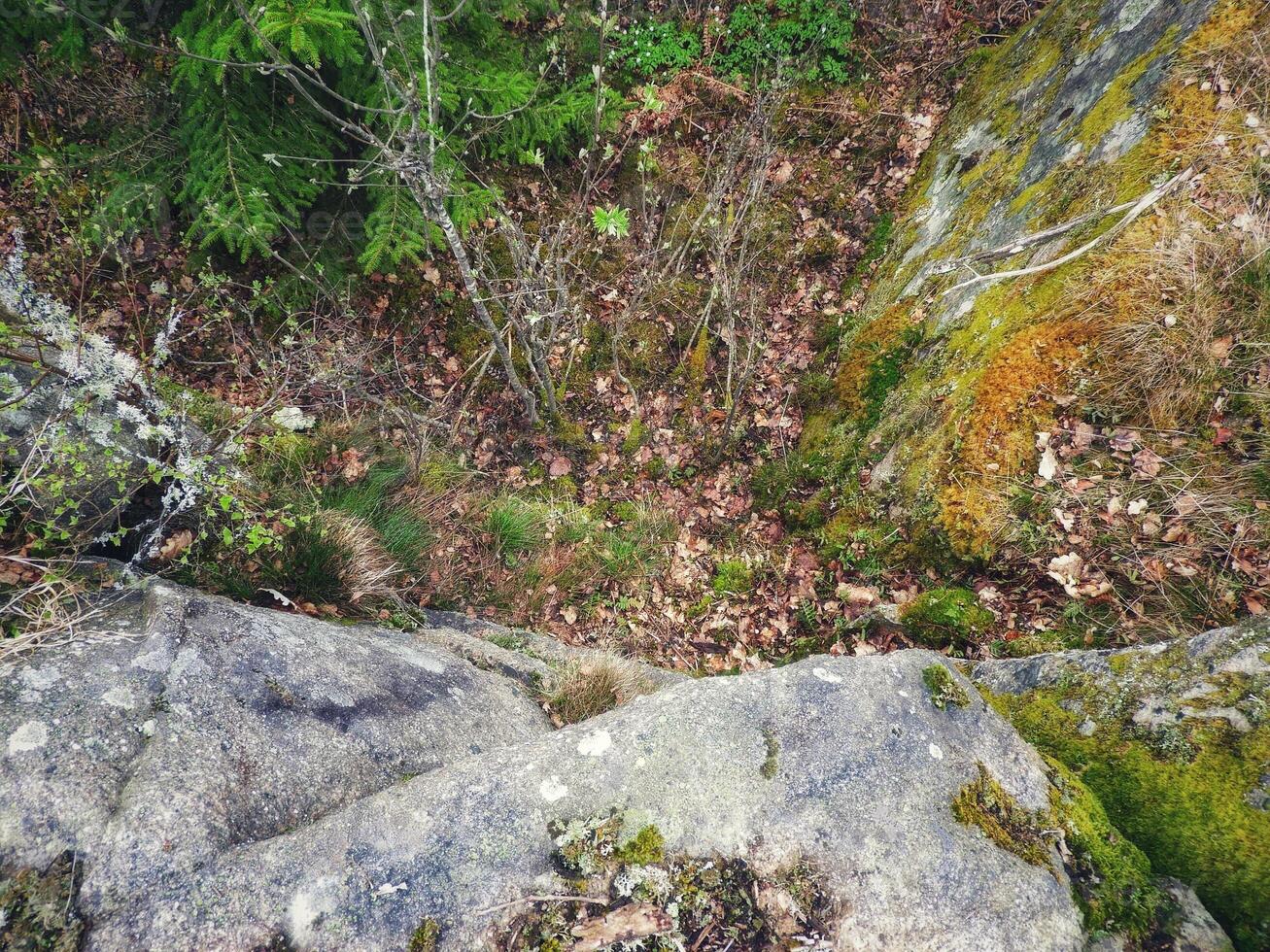A view of the forest from above photo