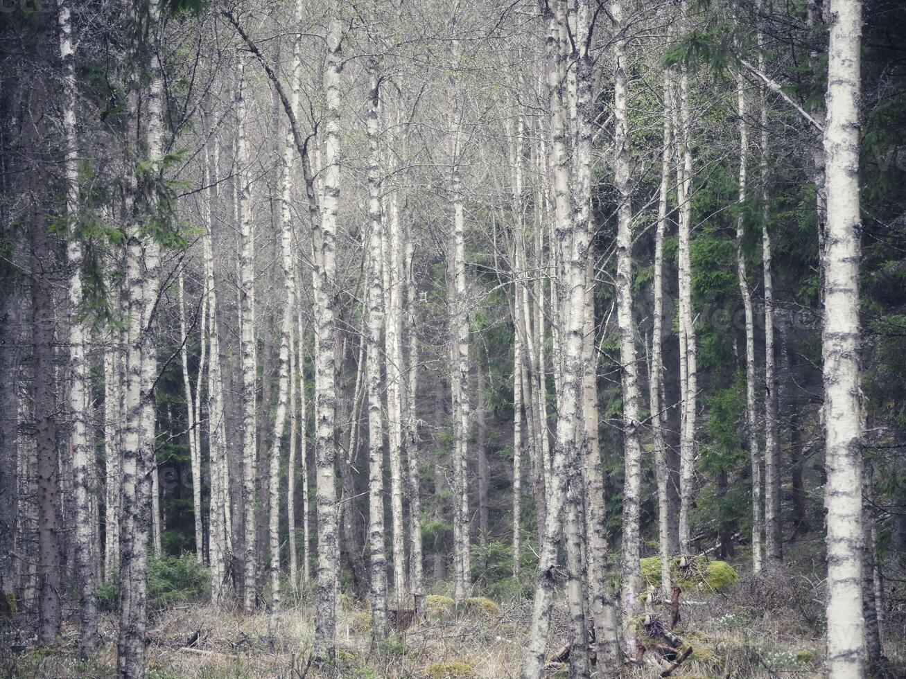 A man standing in the middle of a forest photo