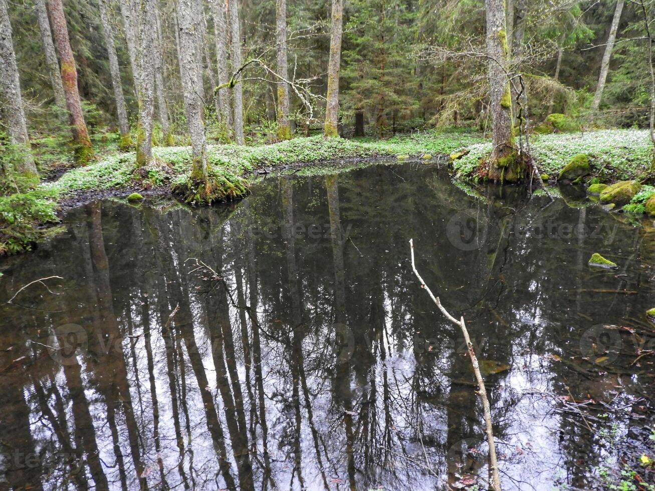 A pond surrounded by trees photo