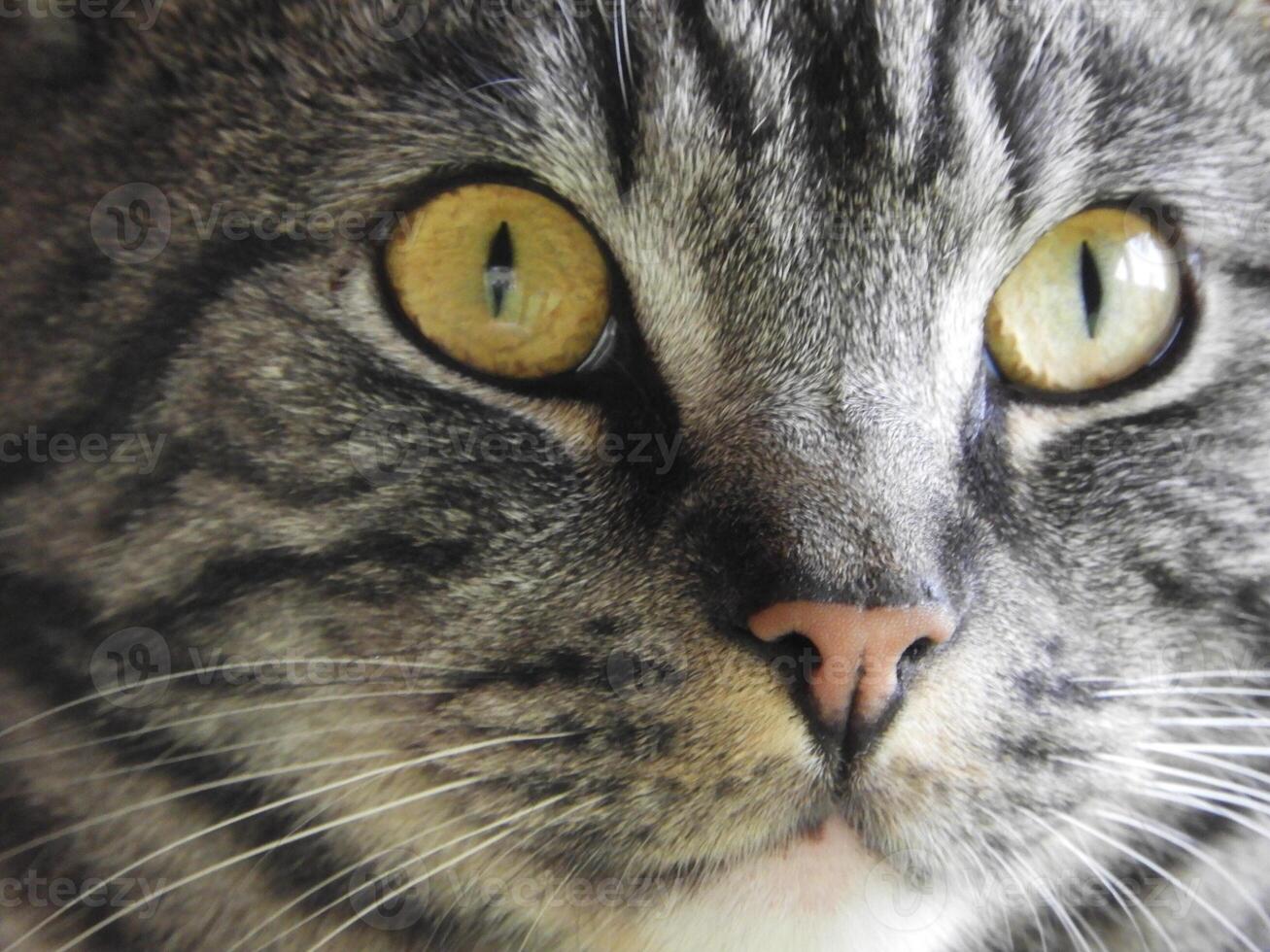 A close up of a cat with yellow eyes photo