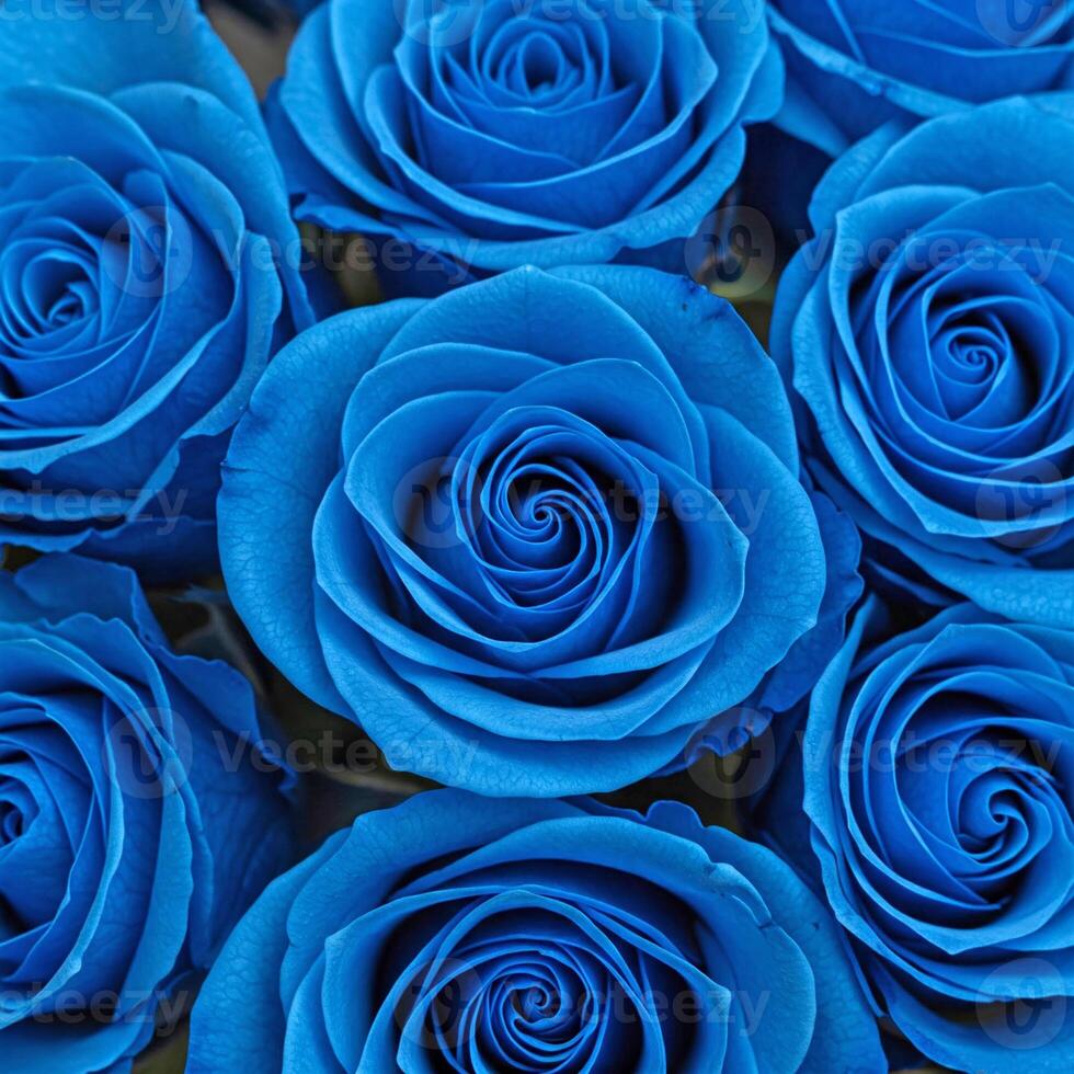 Close up of bouquet of deep blue roses. The perfect buds are tightly pressed together, creating a beautiful floral backdrop with a velvety texture of petals. Ideal for postcards and greeting cards. photo