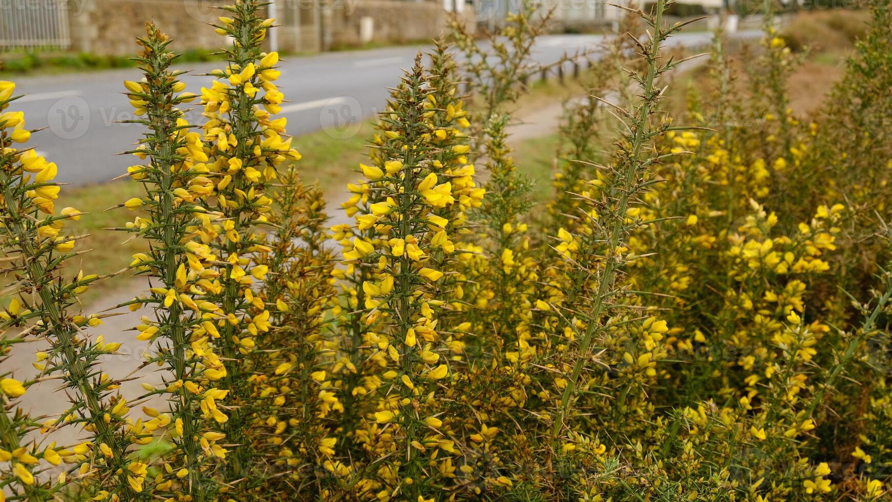Close-up of blooming Gorse bush with bright yellow flowers and sharp spines. Wild flora - Ulex europaeus - grows along the Atlantic coast of Western Europe and in the Mediterranean photo