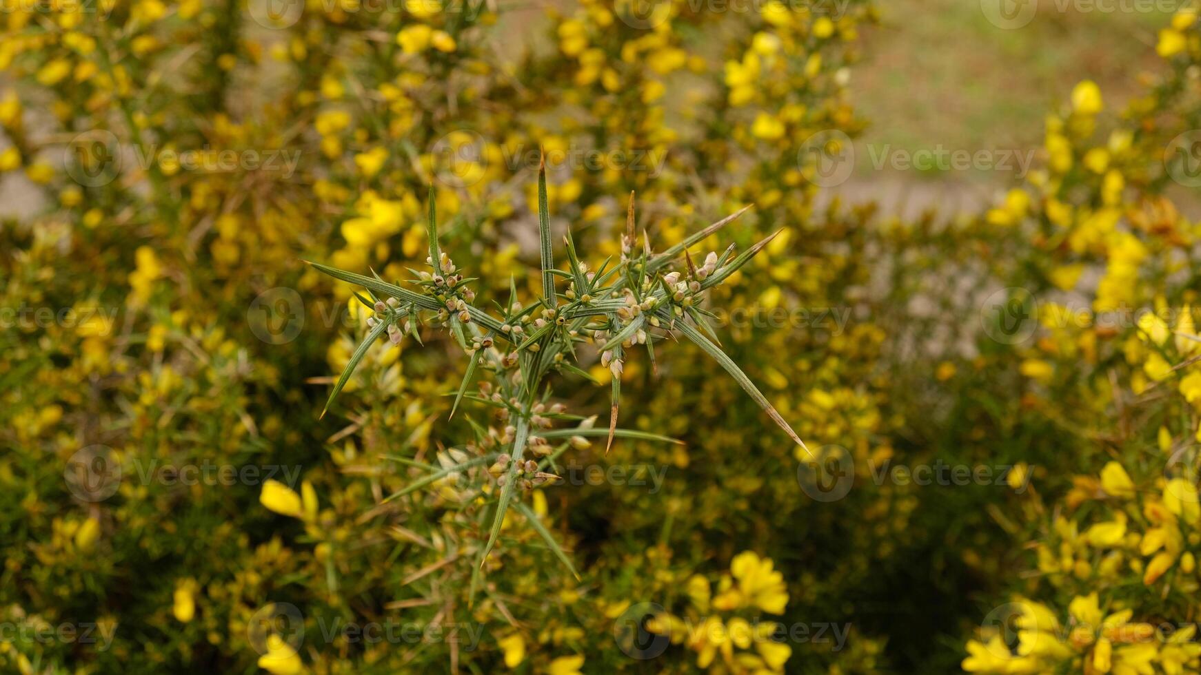 yellow flower of Gorse bushes - Ulex europaeus - with sharp spiky leaves. Wild coastal vegetation growing near the Atlantic Ocean, rich green tones and intricate plant structure. photo