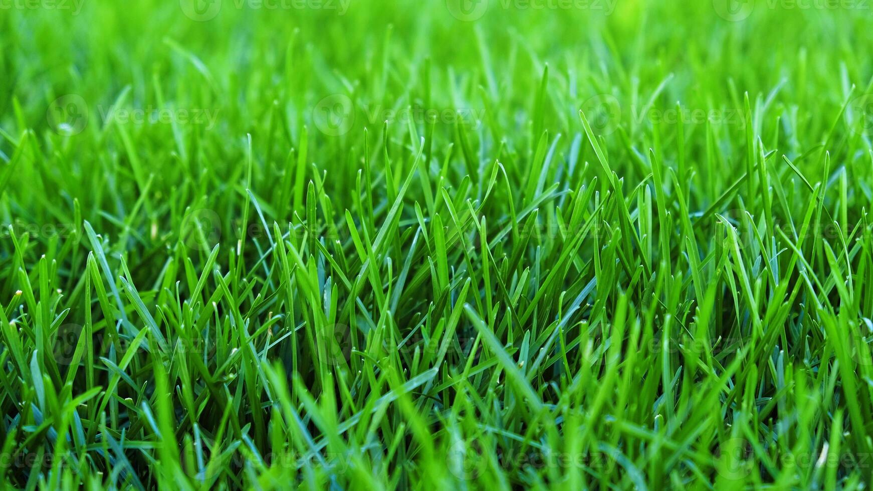 Close-up vibrant green grass lawn, natural greenery background texture of lawn garden. The lush blades of grass fill the frame. Lawn for training football pitch, Grass Golf Courses photo
