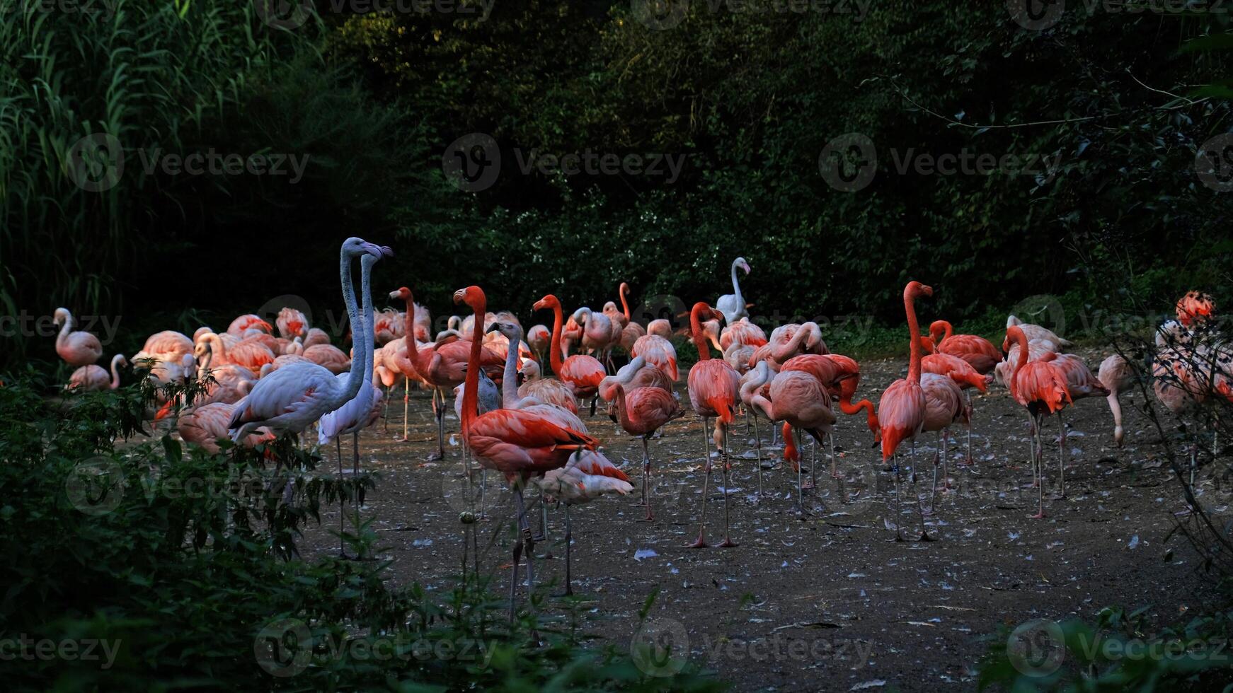 Flock of pink flamingos wading in calm pond surrounded by lush greenery. The birds are drinking water and cleaning their feathers. Tropical plants, twilight photo