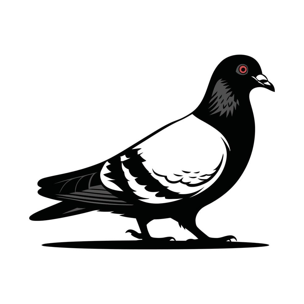 Pigeon Illustration with Black and White Feathers vector