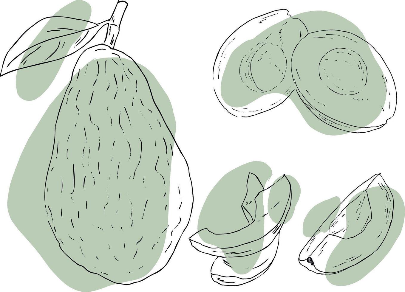set of avocado contour images vector