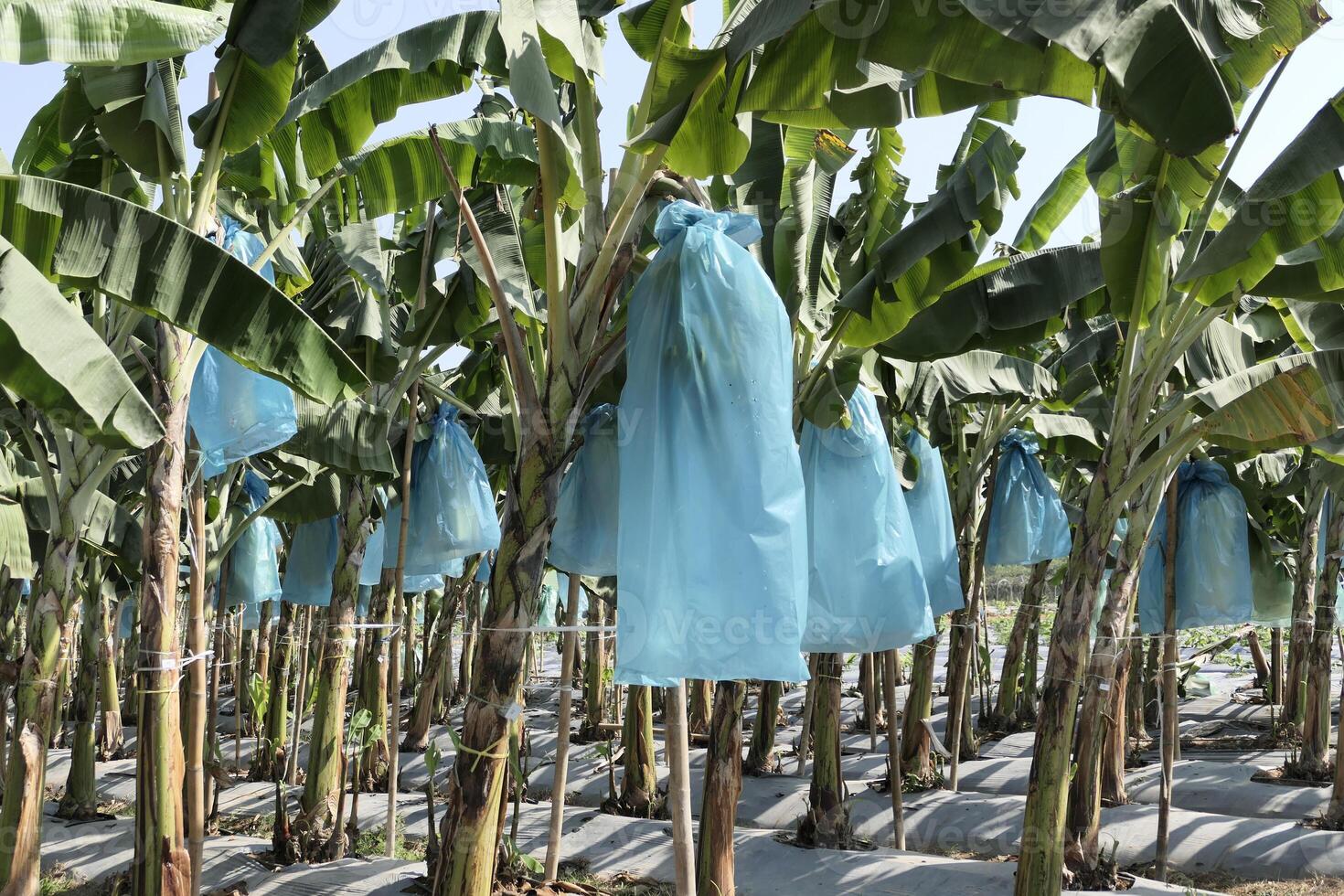 Banana bunches are covered with plastic bags to keep out insects photo