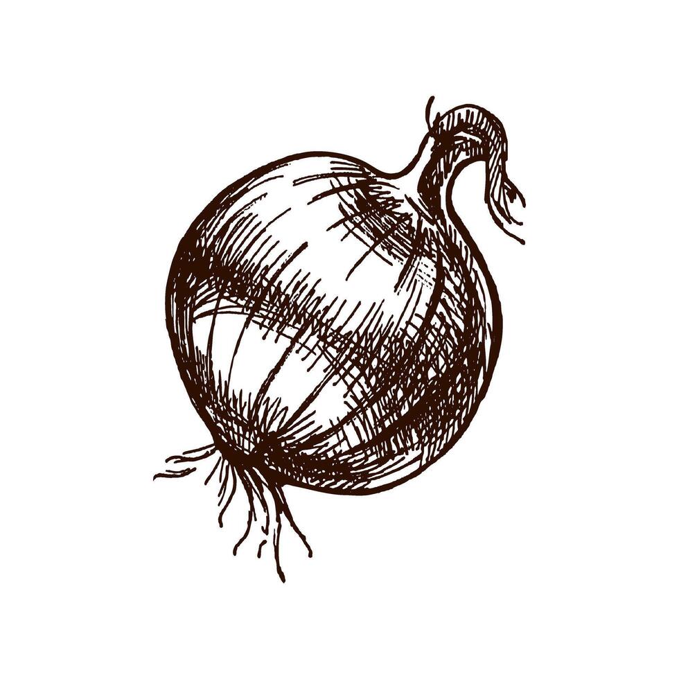 Hand drawn vintage sketch of whole onion vegetable with sprout in rustic engraving style vector
