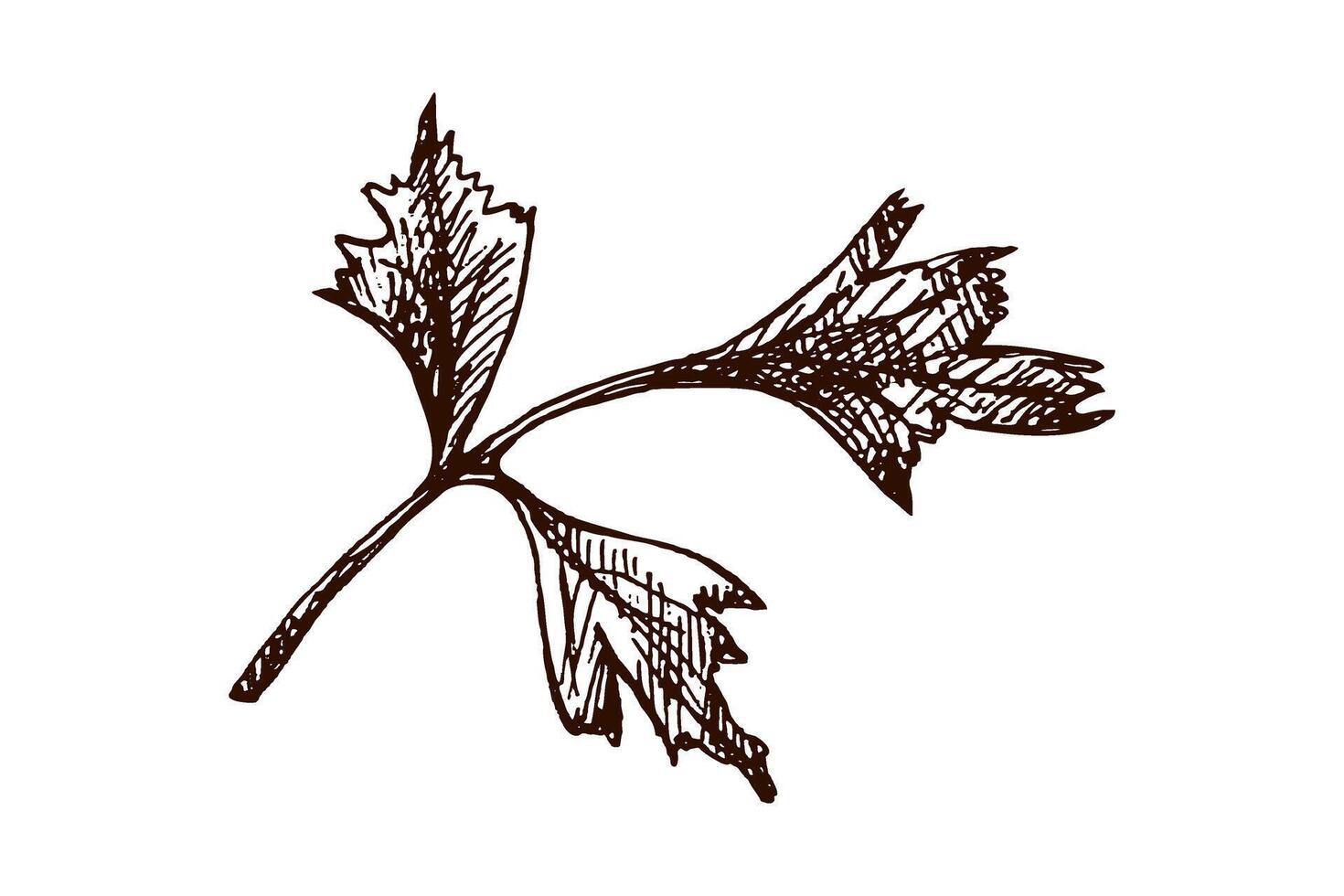 Hand drawn vintage parsley herb branch in engraving style, isolated on white background vector