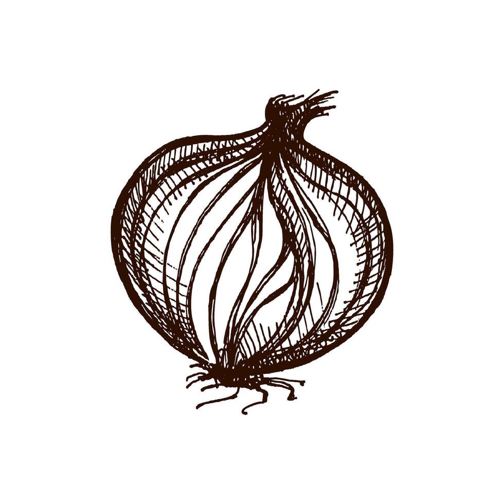 Hand drawn vintage sketch of whole onion bulb with peeled layers, isolated illustration vector