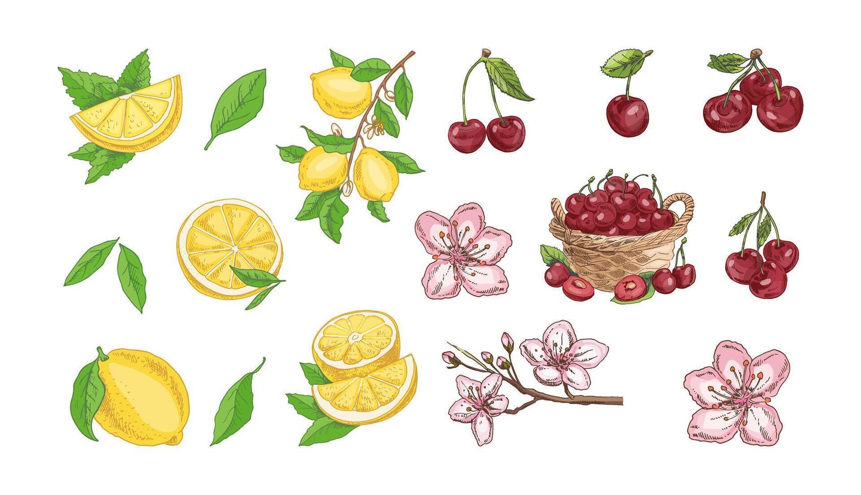 Hand drawn vintage sketch of cherry fruit, lemon slices and blossom flowers in colored set vector