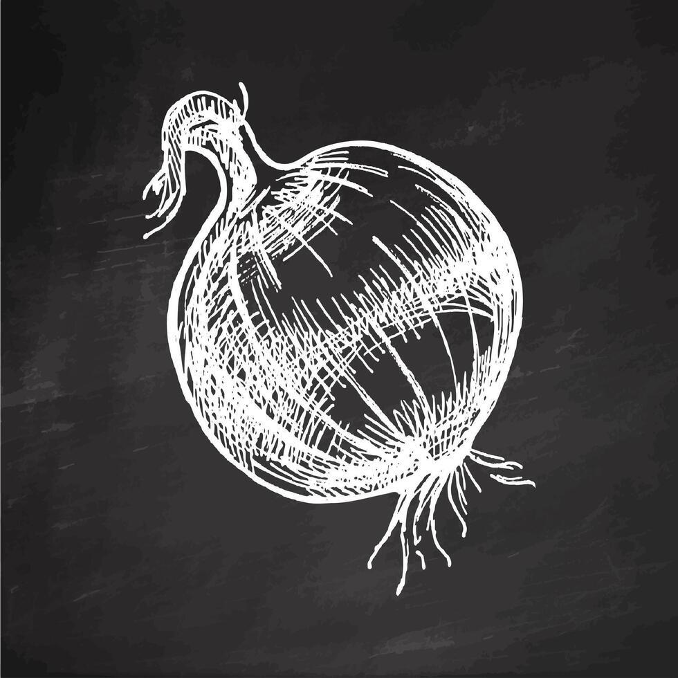 Hand drawn vintage sketch of whole onion vegetable with sprout in engraving style on chalkboard background vector